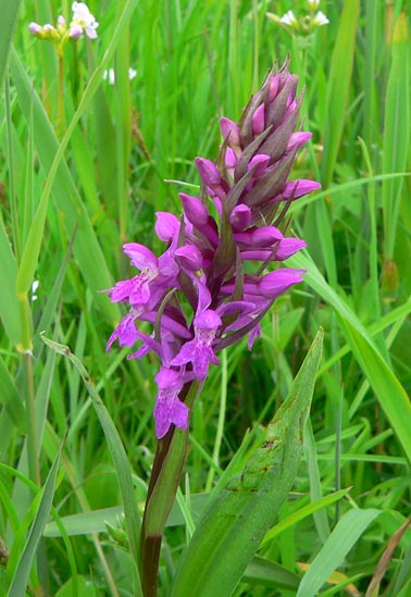 Bredeorchis100505